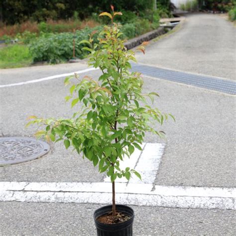 紅葉植物風水|風水で庭木の方角のおすすめと縁起がいい庭木の言い。